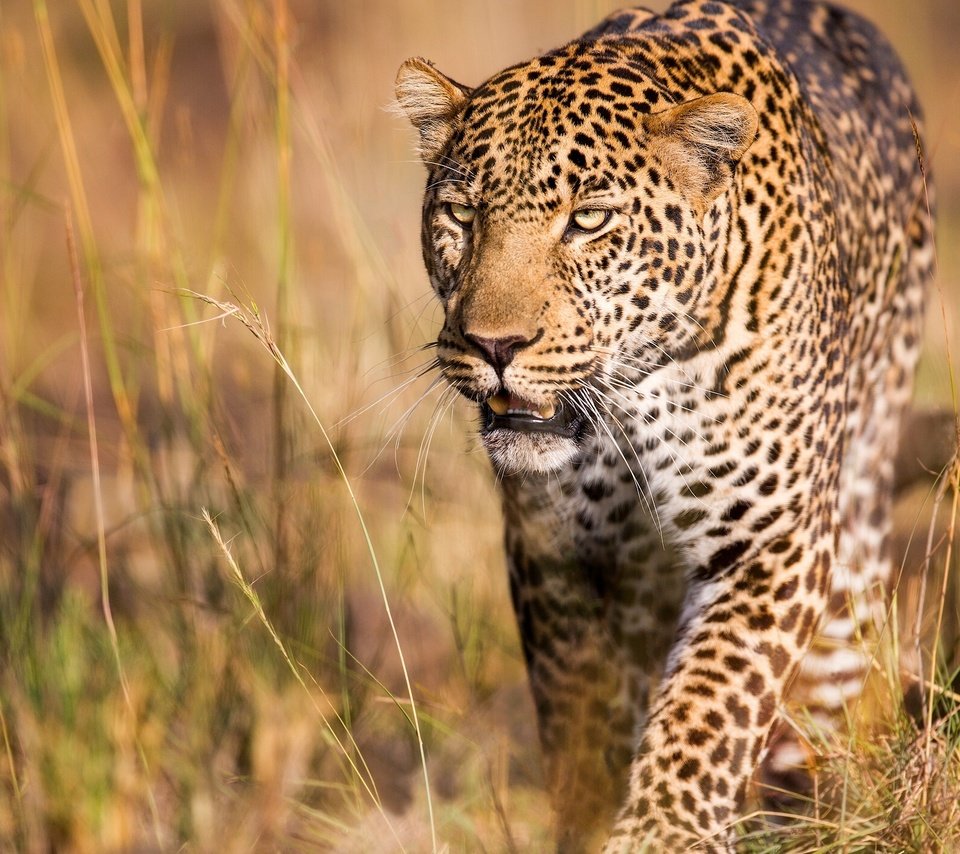 Обои леопард, хищник, дикая кошка, leopard, predator, wild cat разрешение 2000x1414 Загрузить