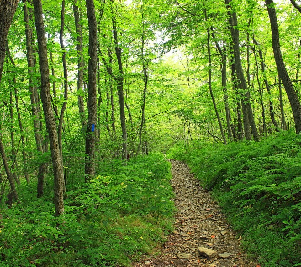 Обои деревья, природа, лес, тропинка, trees, nature, forest, path разрешение 2880x1920 Загрузить