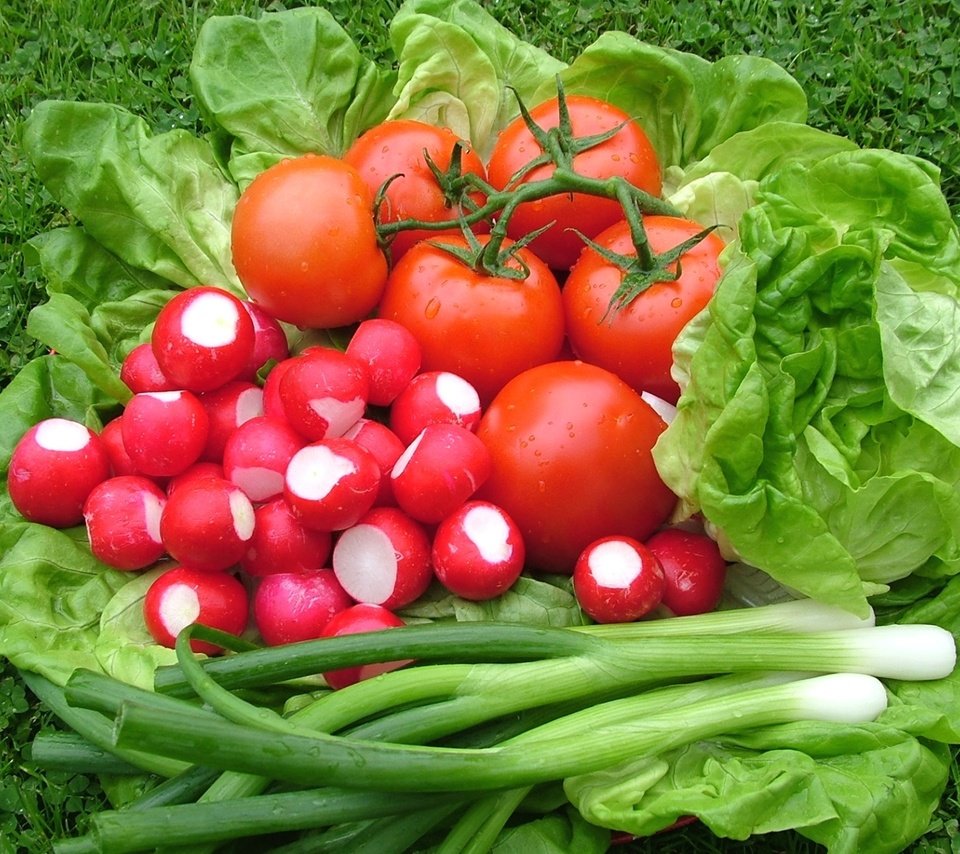 Обои лук, овощи, помидоры, салат, редис, bow, vegetables, tomatoes, salad, radishes разрешение 1920x1265 Загрузить
