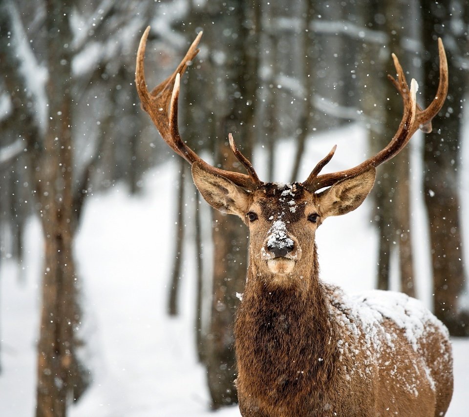 Обои деревья, снег, лес, олень, зима, рога, trees, snow, forest, deer, winter, horns разрешение 2560x1600 Загрузить