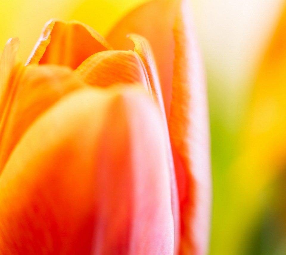 Обои цветы, макро, лепестки, краски, тюльпаны, flowers, macro, petals, paint, tulips разрешение 1920x1200 Загрузить