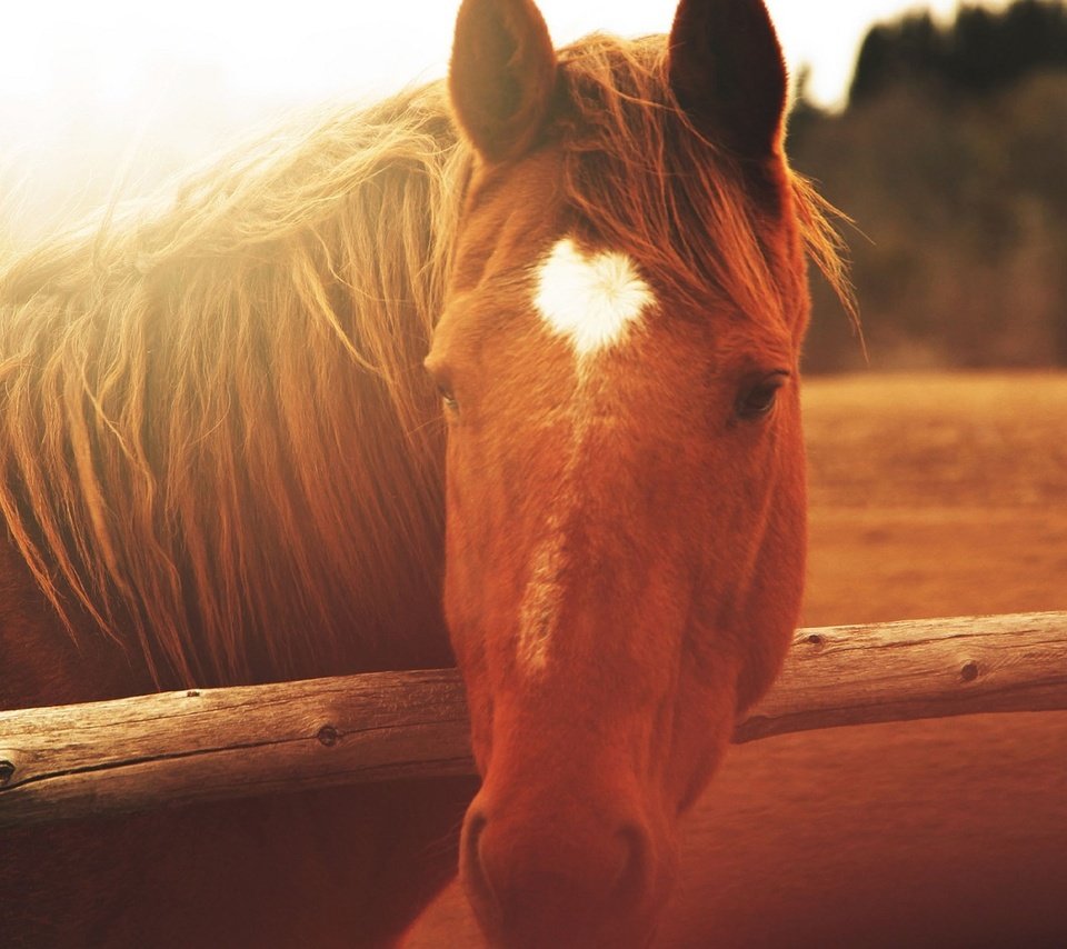 Обои лошадь, природа, забор, солнечный свет, horse, nature, the fence, sunlight разрешение 1920x1200 Загрузить