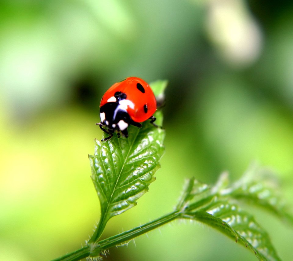 Обои жук, насекомое, лист, божья коровка, растение, beetle, insect, sheet, ladybug, plant разрешение 1920x1200 Загрузить