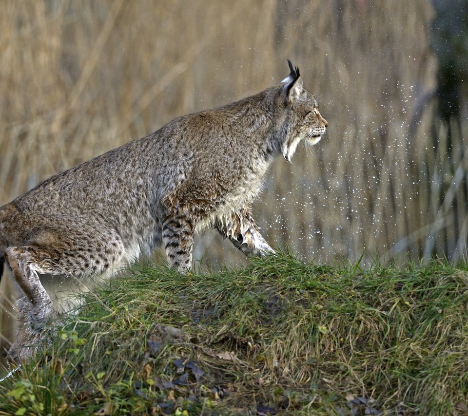 Обои трава, природа, рысь, кошка, брызги, профиль, холм, grass, nature, lynx, cat, squirt, profile, hill разрешение 2880x1922 Загрузить