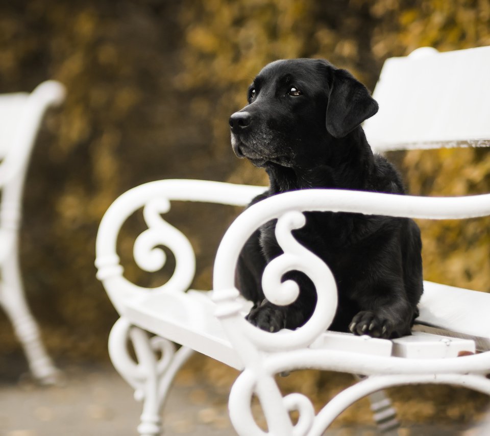 Обои осень, собака, скамейка, autumn, dog, bench разрешение 5049x3366 Загрузить