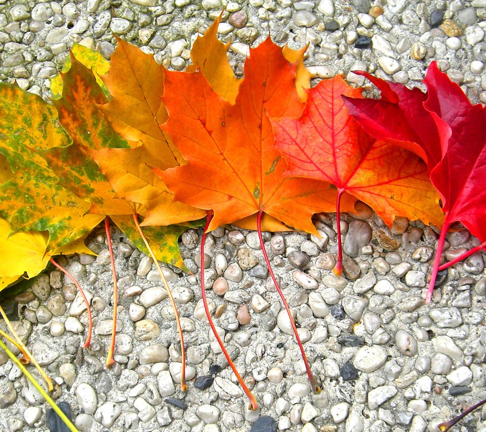 Обои камни, листья, осень, радуга, клен, stones, leaves, autumn, rainbow, maple разрешение 2968x1524 Загрузить