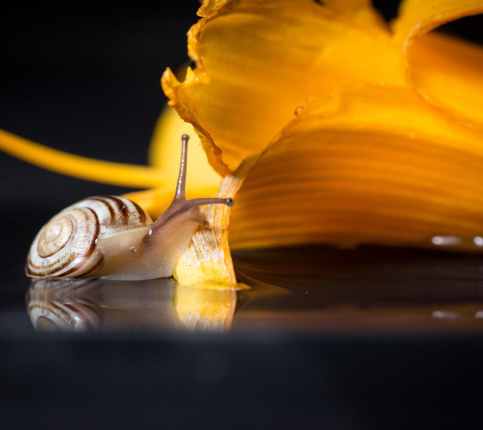 Обои макро, цветок, улитка, macro, flower, snail разрешение 2736x1826 Загрузить