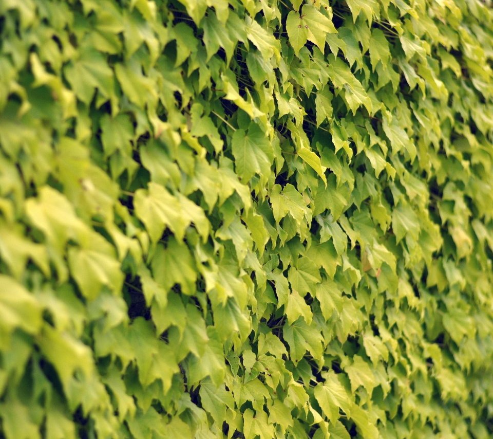 Обои текстура, листья, стена, texture, leaves, wall разрешение 1920x1200 Загрузить