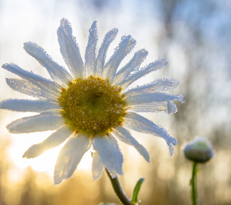 Обои макро, цветок, ромашка, macro, flower, daisy разрешение 1920x1280 Загрузить