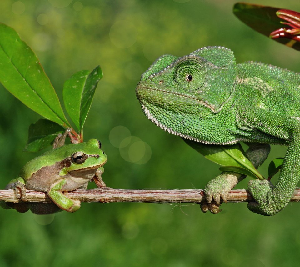 Обои ветка, лягушка, хамелеон, branch, frog, chameleon разрешение 2048x1356 Загрузить