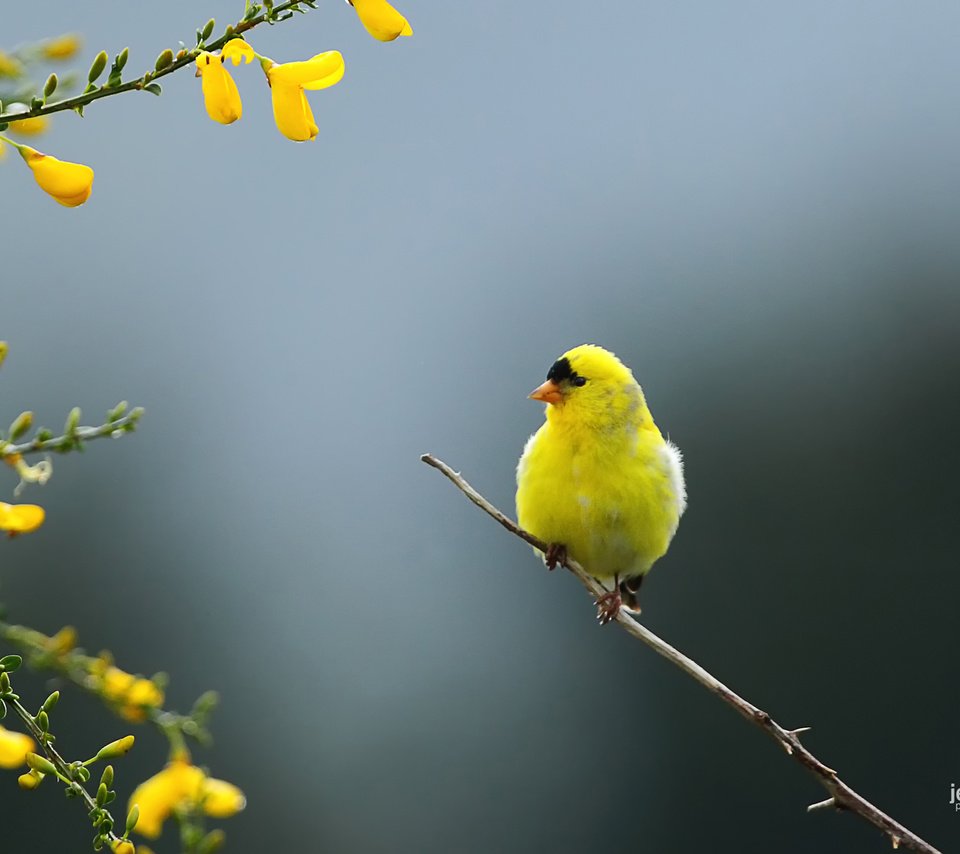 Обои ветка, природа, птица, щегол, carduelis tristis, branch, nature, bird, goldfinch разрешение 1920x1200 Загрузить