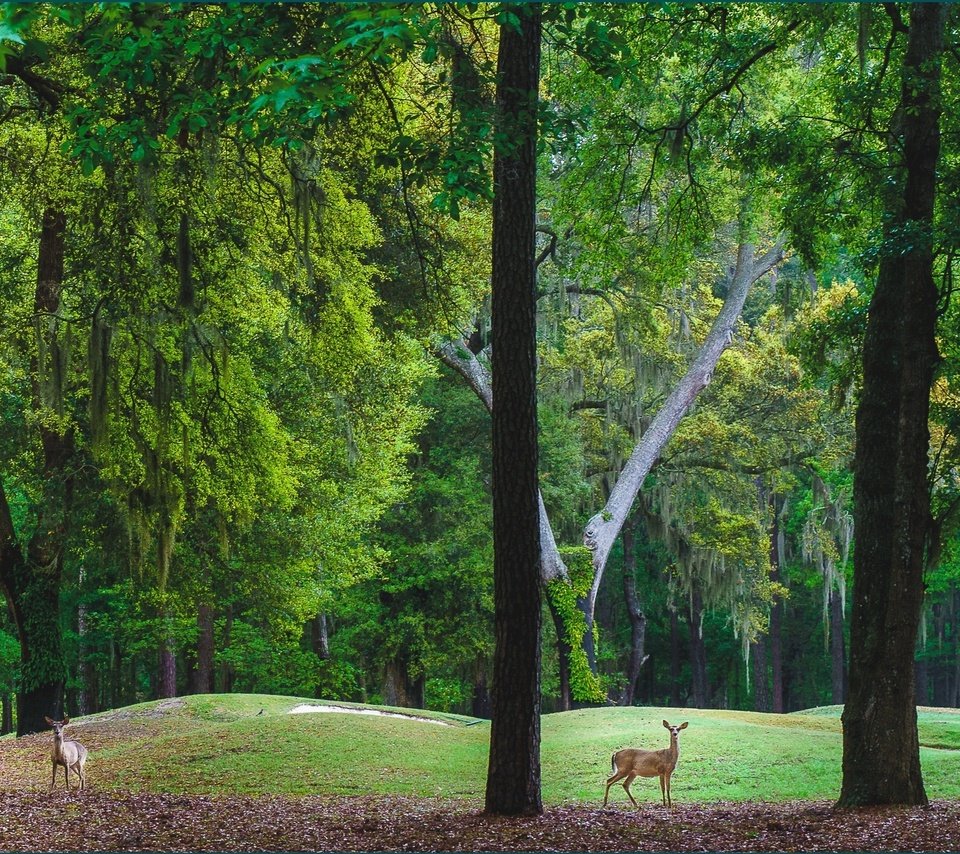 Обои деревья, холмы, пейзаж, парк, олени, trees, hills, landscape, park, deer разрешение 2724x1606 Загрузить