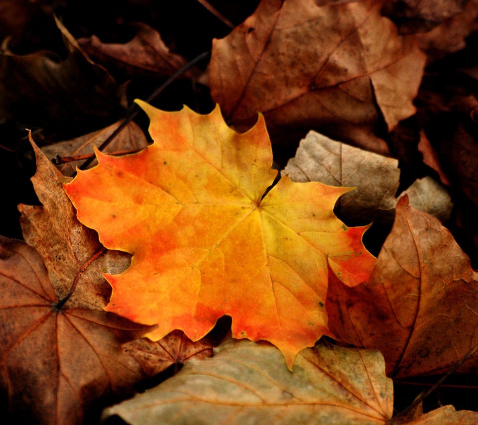 Обои листья, макро, осень, клен, leaves, macro, autumn, maple разрешение 3872x2592 Загрузить