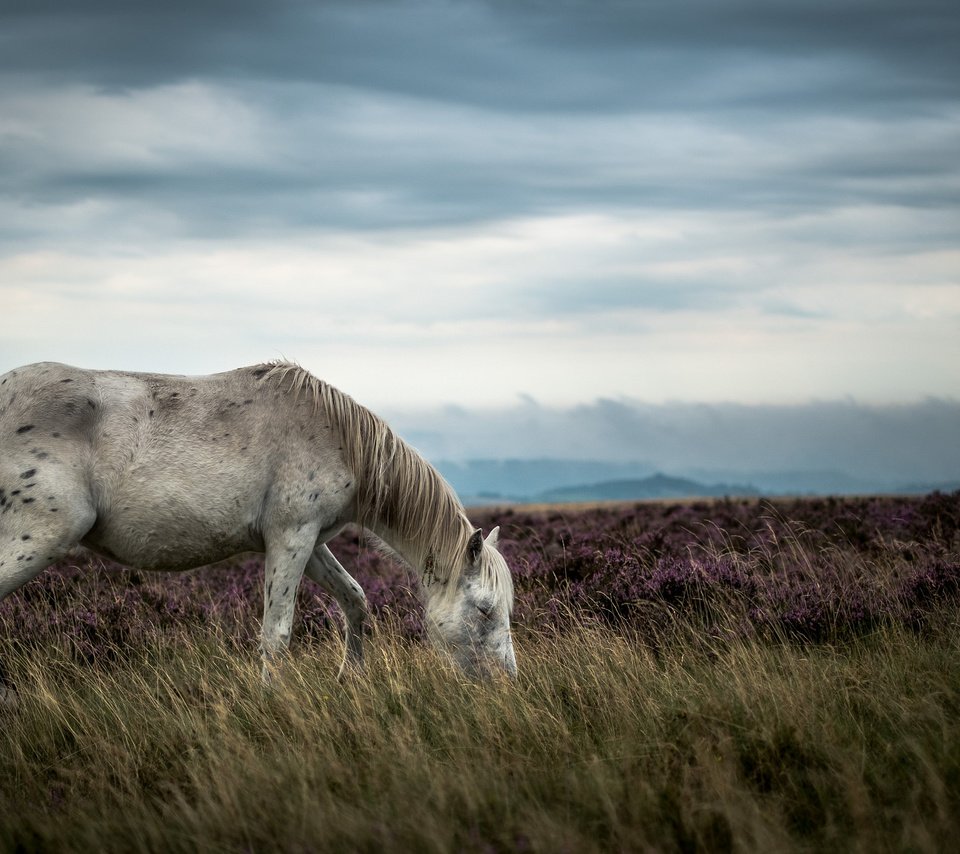 Обои лошадь, природа, пейзаж, horse, nature, landscape разрешение 2048x1365 Загрузить