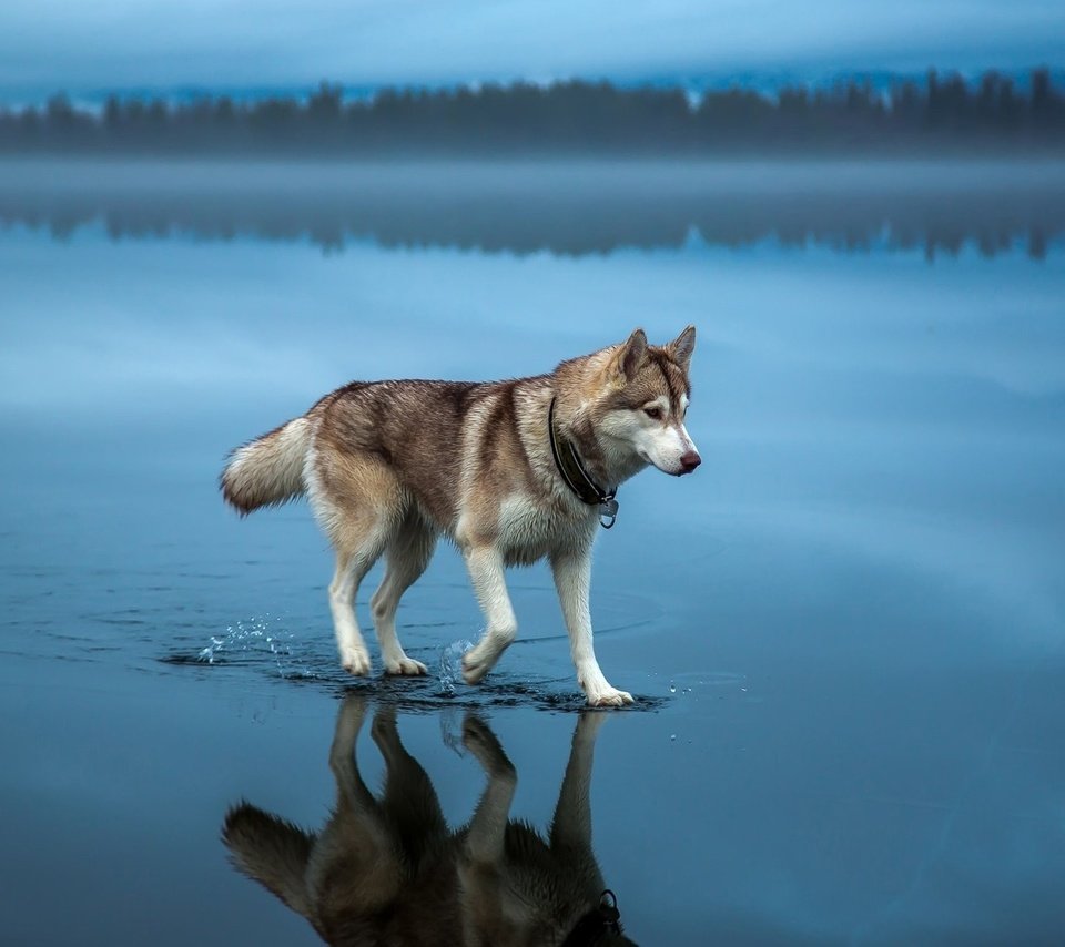 Обои вода, природа, собака, хаски, шаги, water, nature, dog, husky, steps разрешение 1920x1200 Загрузить