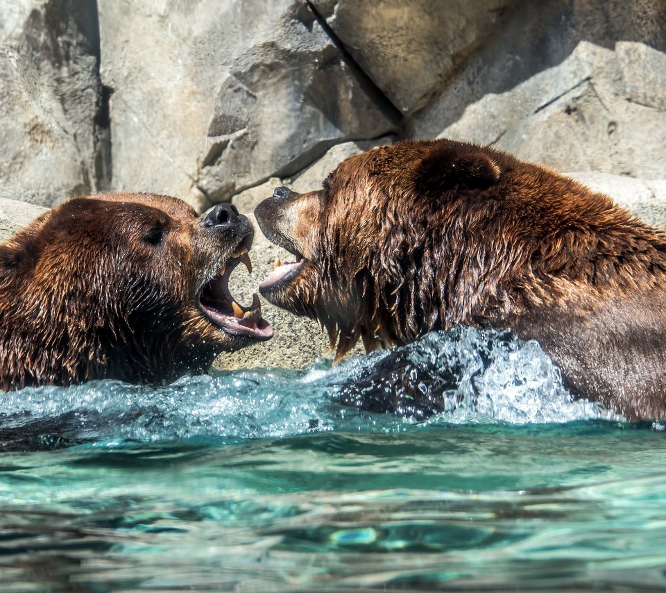 Обои вода, природа, медведи, water, nature, bears разрешение 2560x1600 Загрузить