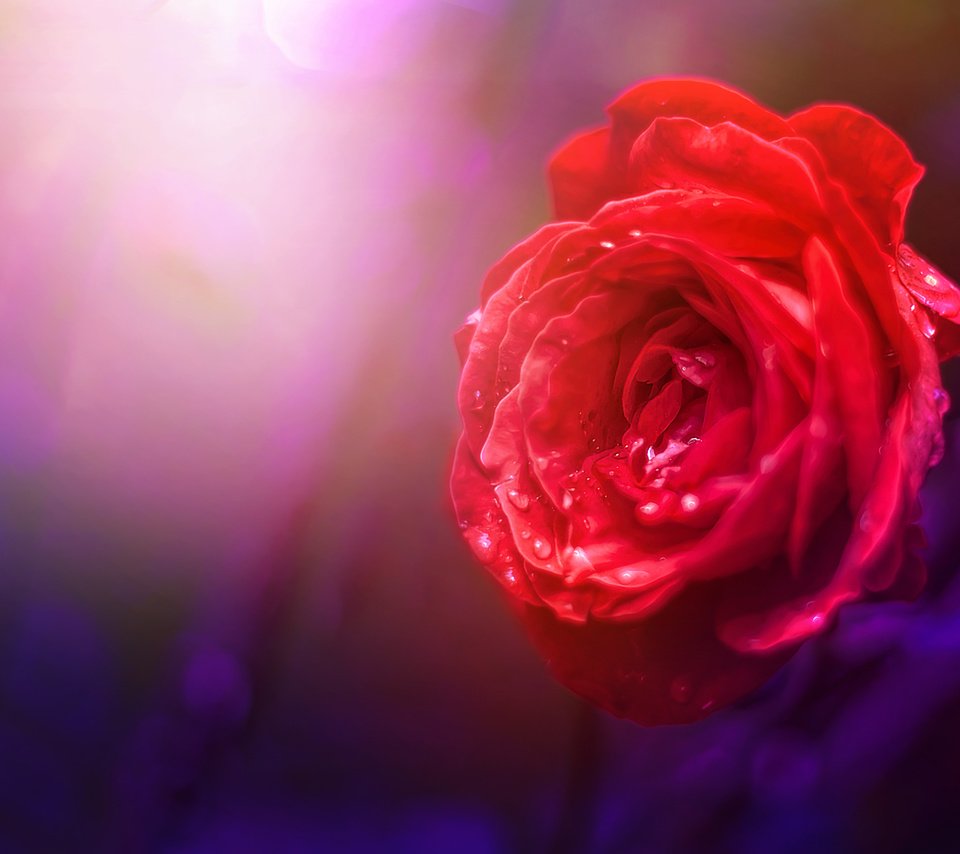 Обои природа, фон, цветок, роза, nature, background, flower, rose разрешение 3978x2652 Загрузить