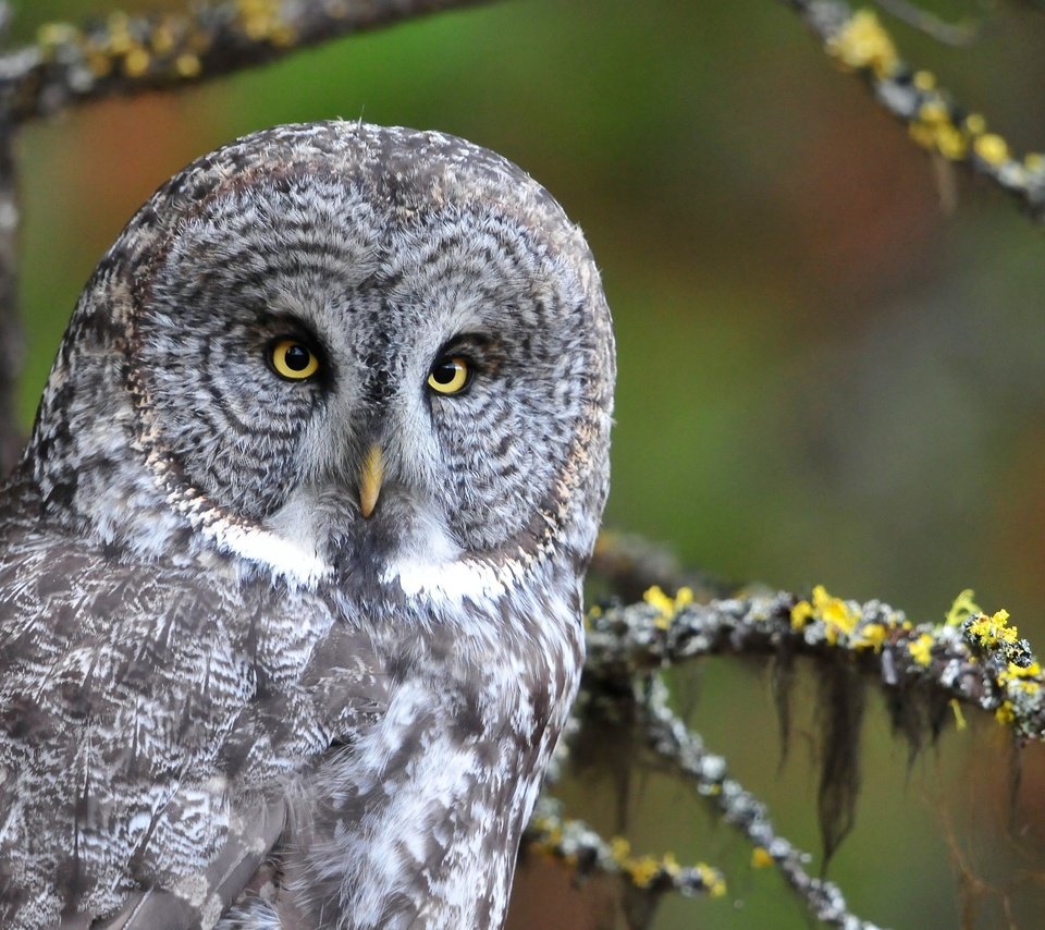 Обои глаза, сова, взгляд, птица, eyes, owl, look, bird разрешение 4188x2356 Загрузить