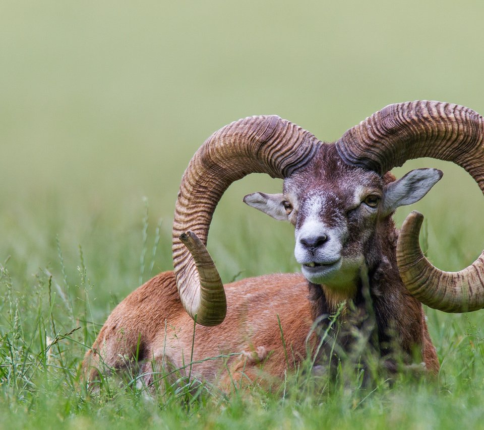 Обои трава, природа, животное, рога, bighorn sheep, муфлон, горный баран, grass, nature, animal, horns, mouflon разрешение 2048x1365 Загрузить