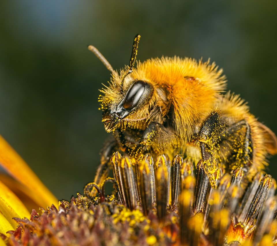 Обои насекомое, цветок, пчела, пыльца, insect, flower, bee, pollen разрешение 2048x1365 Загрузить