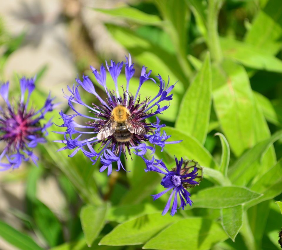 Обои цветы, трава, природа, насекомое, лето, пчела, васильки, дача, flowers, grass, nature, insect, summer, bee, cornflowers, cottage разрешение 4928x3264 Загрузить