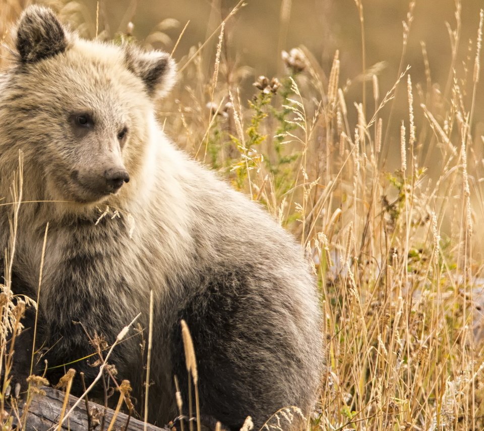 Обои морда, природа, фон, взгляд, медведь, сухая трава, face, nature, background, look, bear, dry grass разрешение 2046x1268 Загрузить