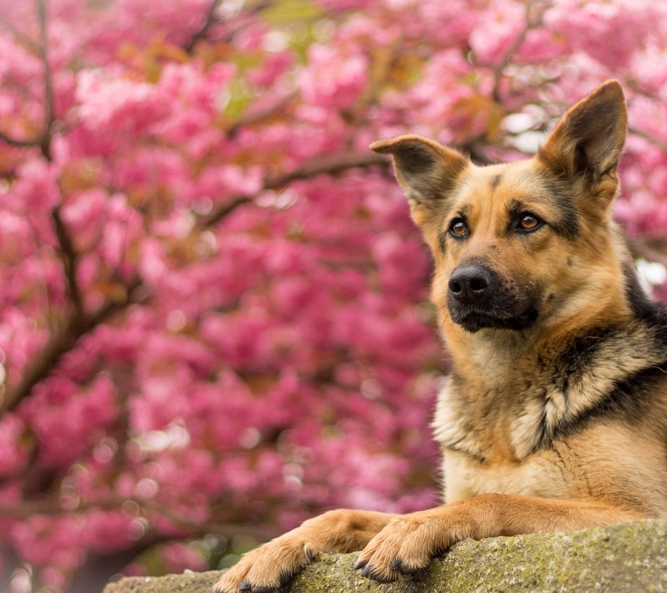 Обои портрет, собака, немецкая овчарка, овчарка, portrait, dog, german shepherd, shepherd разрешение 4076x2320 Загрузить