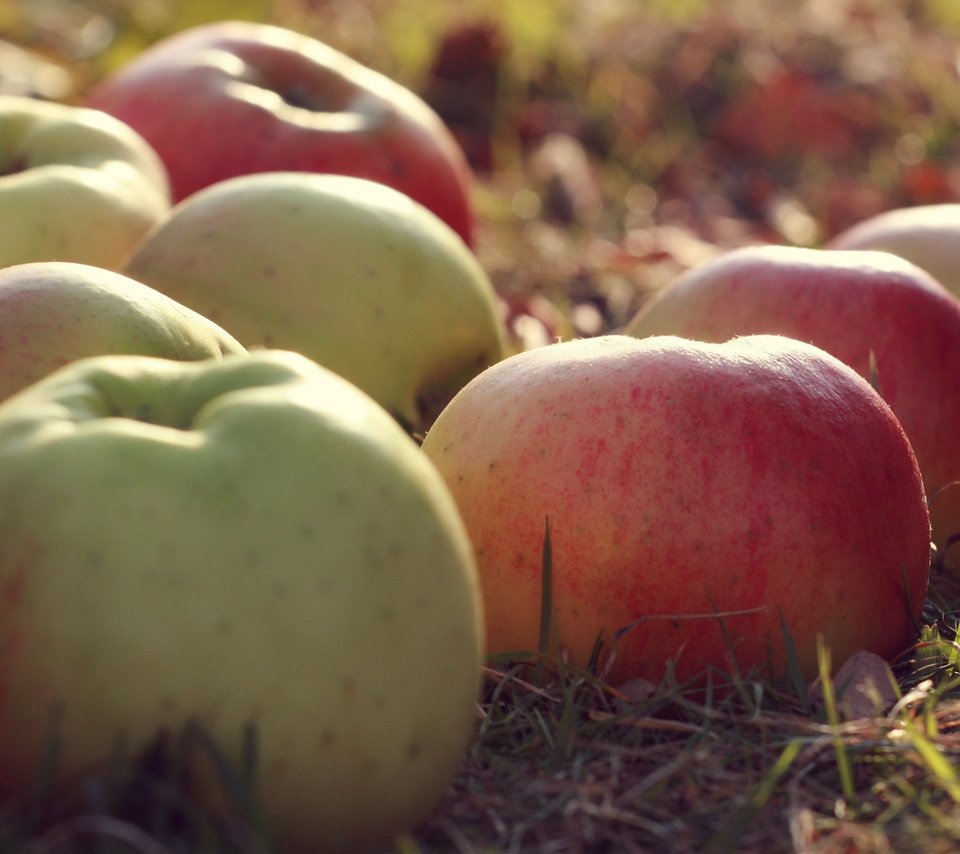 Обои природа, макро, фрукты, яблоки, nature, macro, fruit, apples разрешение 2560x1600 Загрузить