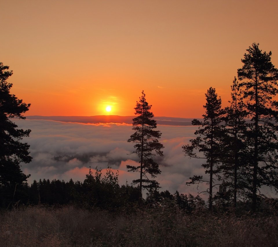 Обои деревья, солнце, утро, рассвет, швеция, сунне, trees, the sun, morning, dawn, sweden, the sunnah разрешение 3600x2400 Загрузить