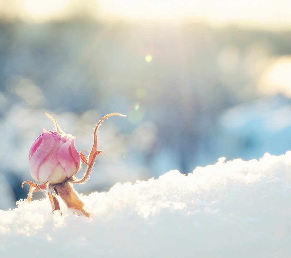 Обои снег, цветок, роза, бутон, розовая, солнечно, snow, flower, rose, bud, pink, sunny разрешение 1920x1200 Загрузить