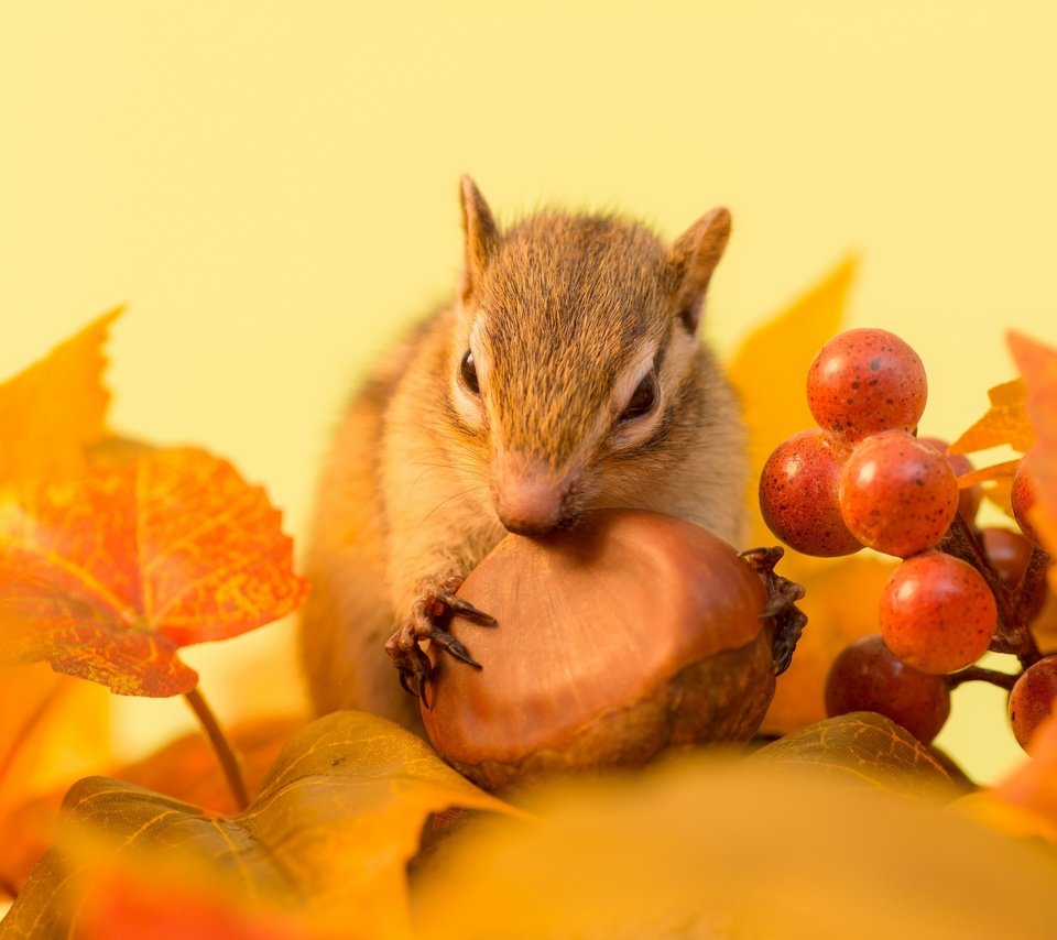 Обои листья, осень, веточка, ягоды, животное, орех, бурундук, грызун, leaves, autumn, sprig, berries, animal, walnut, chipmunk, rodent разрешение 2880x1920 Загрузить