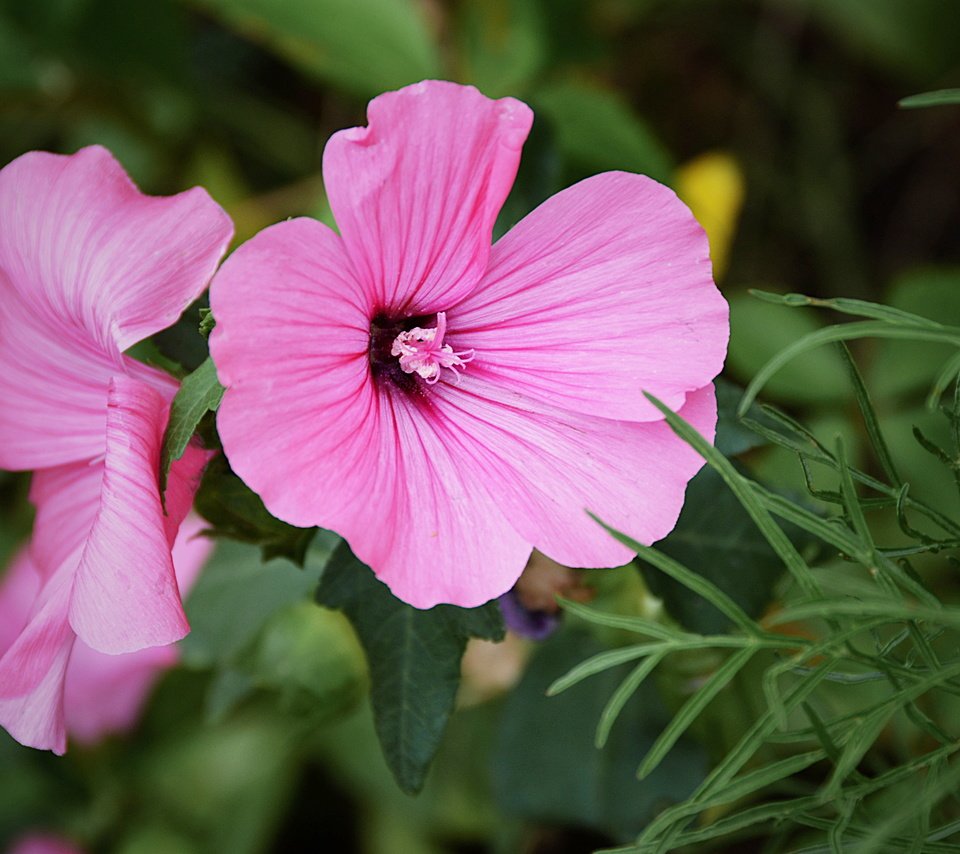 Обои цветы, макро, розовые, лаватера, flowers, macro, pink, lavatera разрешение 5314x3419 Загрузить