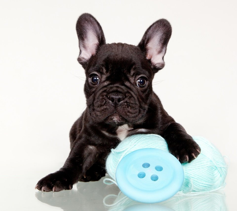 Обои щенок, клубок, французский бульдог, пуговица, puppy, tangle, french bulldog, button разрешение 2400x1518 Загрузить