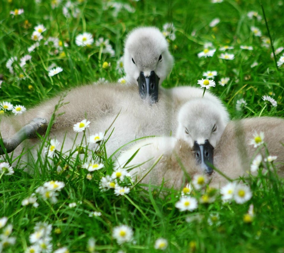 Обои цветы, природа, птицы, травка, птенцы, гусята, flowers, nature, birds, weed, chicks, the goslings разрешение 2048x1291 Загрузить