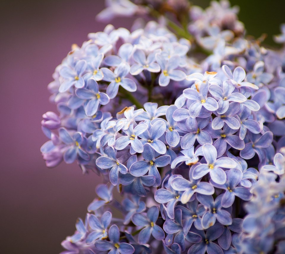 Обои цветы, цветение, весна, сирень, сиреневая, flowers, flowering, spring, lilac разрешение 2048x1365 Загрузить