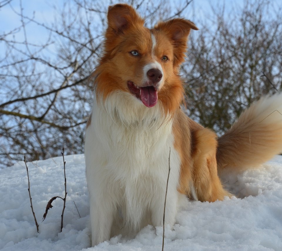 Обои снег, зима, собака, snow, winter, dog разрешение 3600x2384 Загрузить