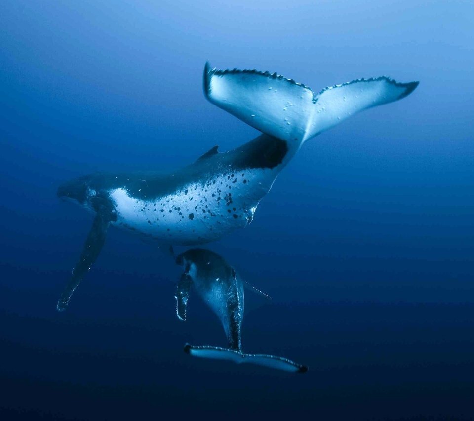 Обои океан, кит, подводный мир, the ocean, kit, underwater world разрешение 2560x1600 Загрузить
