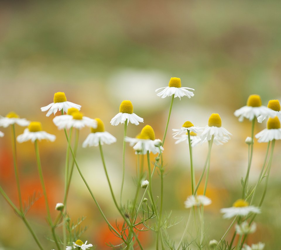 Обои цветы, лепестки, луг, ромашки, flowers, petals, meadow, chamomile разрешение 2048x1326 Загрузить