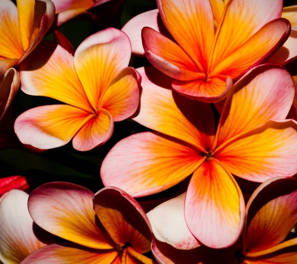 Обои цветы, природа, лепестки, растение, плюмерия, flowers, nature, petals, plant, plumeria разрешение 1920x1200 Загрузить