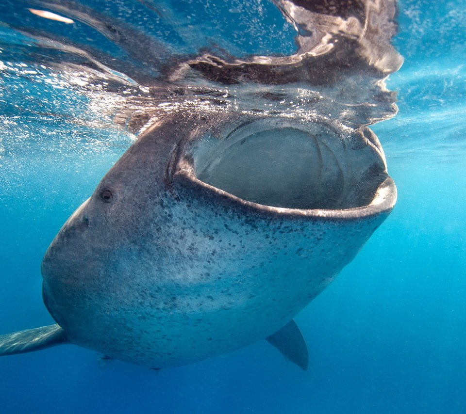 Обои вода, океан, рот, акула, кит, подводный мир, китовая акула, water, the ocean, mouth, shark, kit, underwater world, the whale shark разрешение 1920x1200 Загрузить