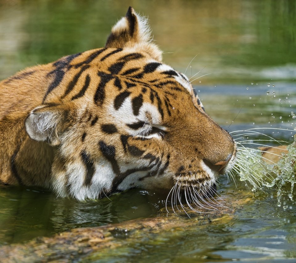 Обои тигр, морда, вода, водоем, брызги, купание, дикая кошка, tiger, face, water, pond, squirt, bathing, wild cat разрешение 3800x2353 Загрузить