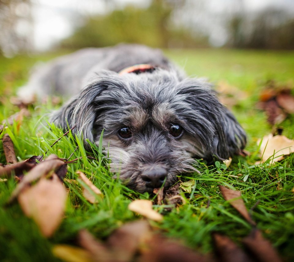 Обои трава, природа, мордочка, взгляд, собака, друг, осенние листья, grass, nature, muzzle, look, dog, each, autumn leaves разрешение 2560x1707 Загрузить