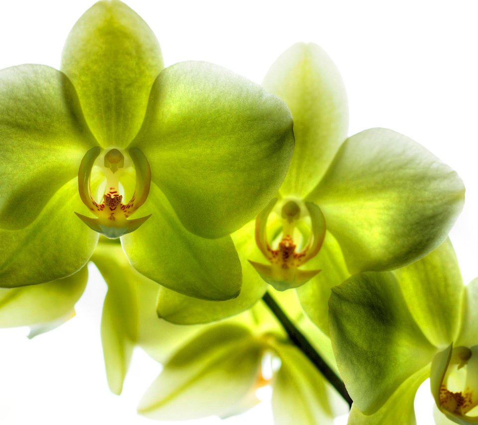 Обои лепестки, зеленые, орхидея, орхидеи, фаленопсис, лимонная, petals, green, orchid, orchids, phalaenopsis, lemon разрешение 1920x1200 Загрузить