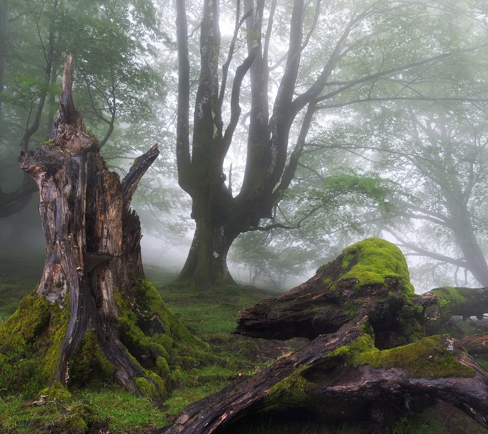 Обои деревья, лес, туман, мох, пень, trees, forest, fog, moss, stump разрешение 1920x1200 Загрузить
