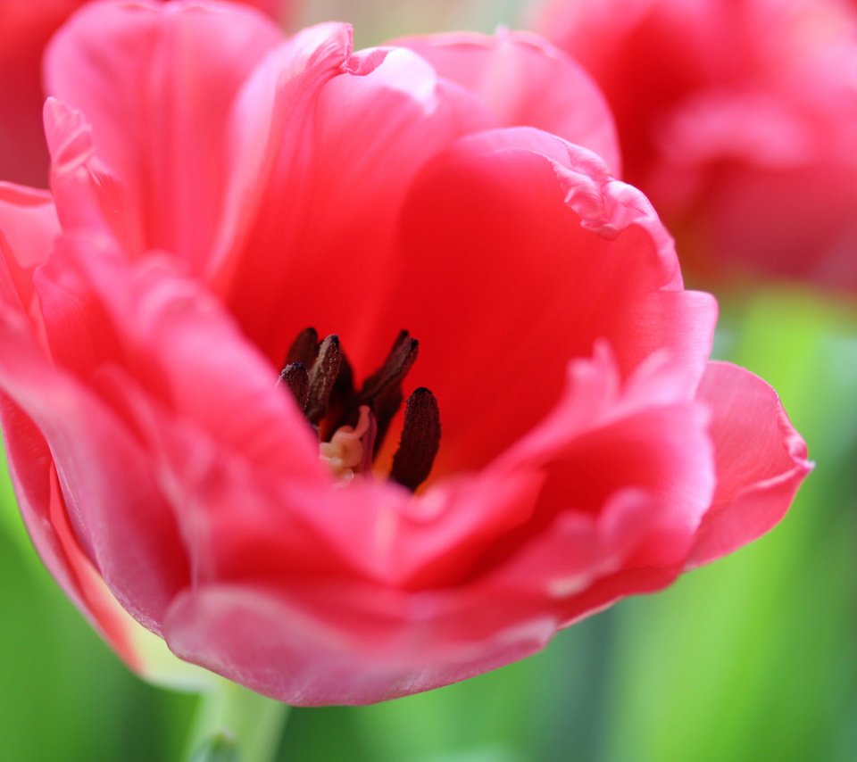 Обои цветы, цветение, лепестки, весна, тюльпаны, flowers, flowering, petals, spring, tulips разрешение 2048x1365 Загрузить
