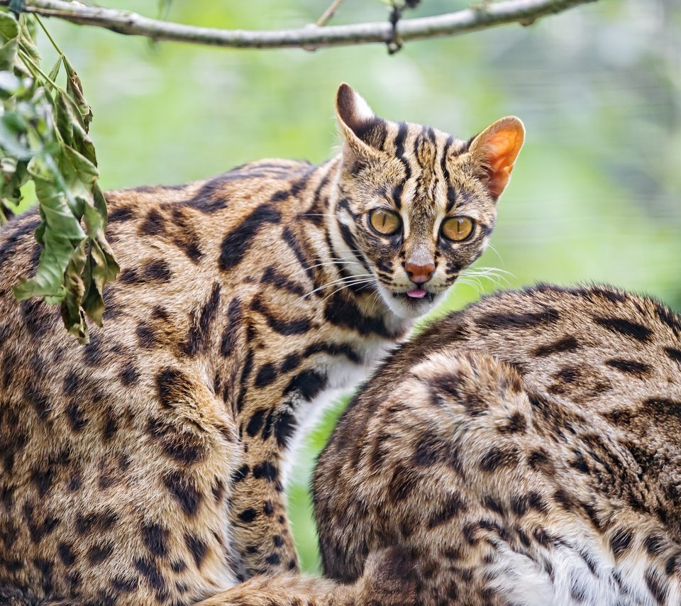 Обои кошка, взгляд, оцелот, ©tambako the jaguar, cat, look, ocelot разрешение 2880x1920 Загрузить