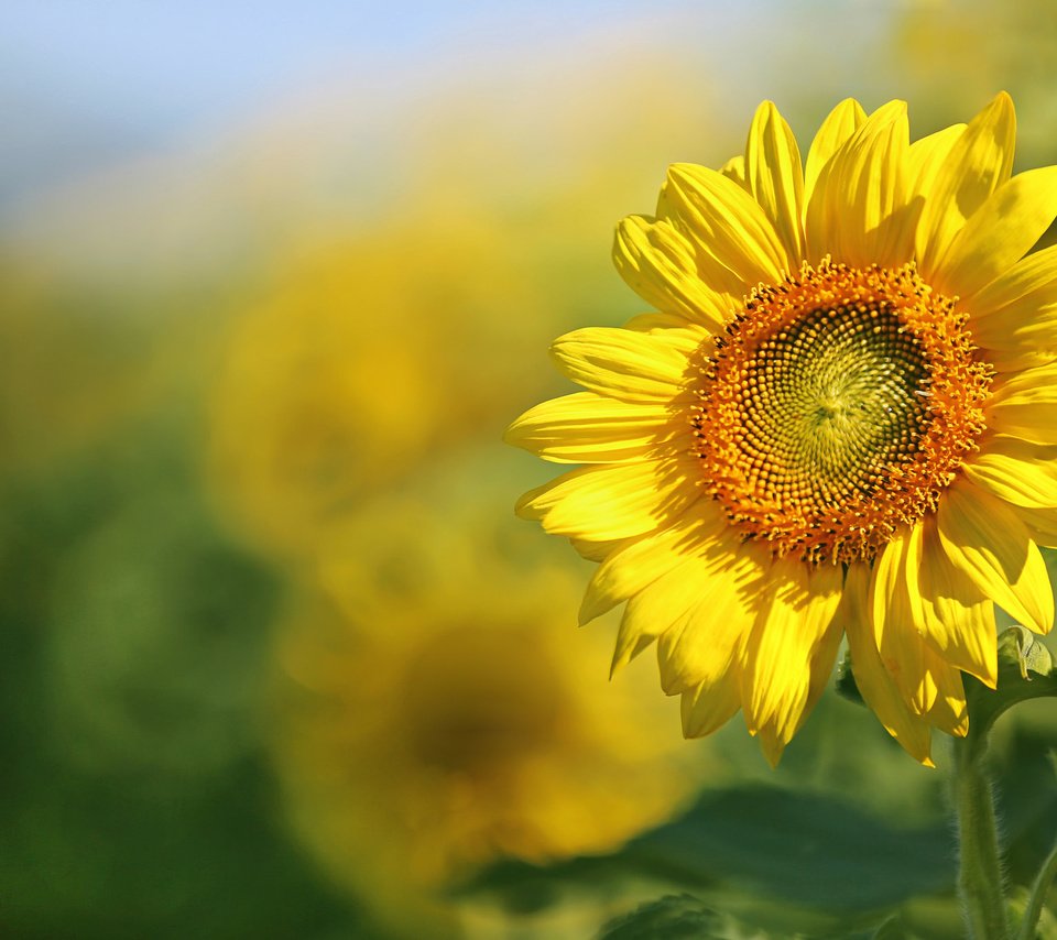 Обои листья, поле, лепестки, подсолнух, leaves, field, petals, sunflower разрешение 2048x1365 Загрузить