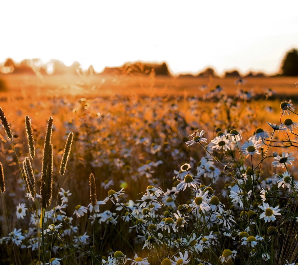 Обои цветы, поле, лето, ромашки, flowers, field, summer, chamomile разрешение 2560x1600 Загрузить