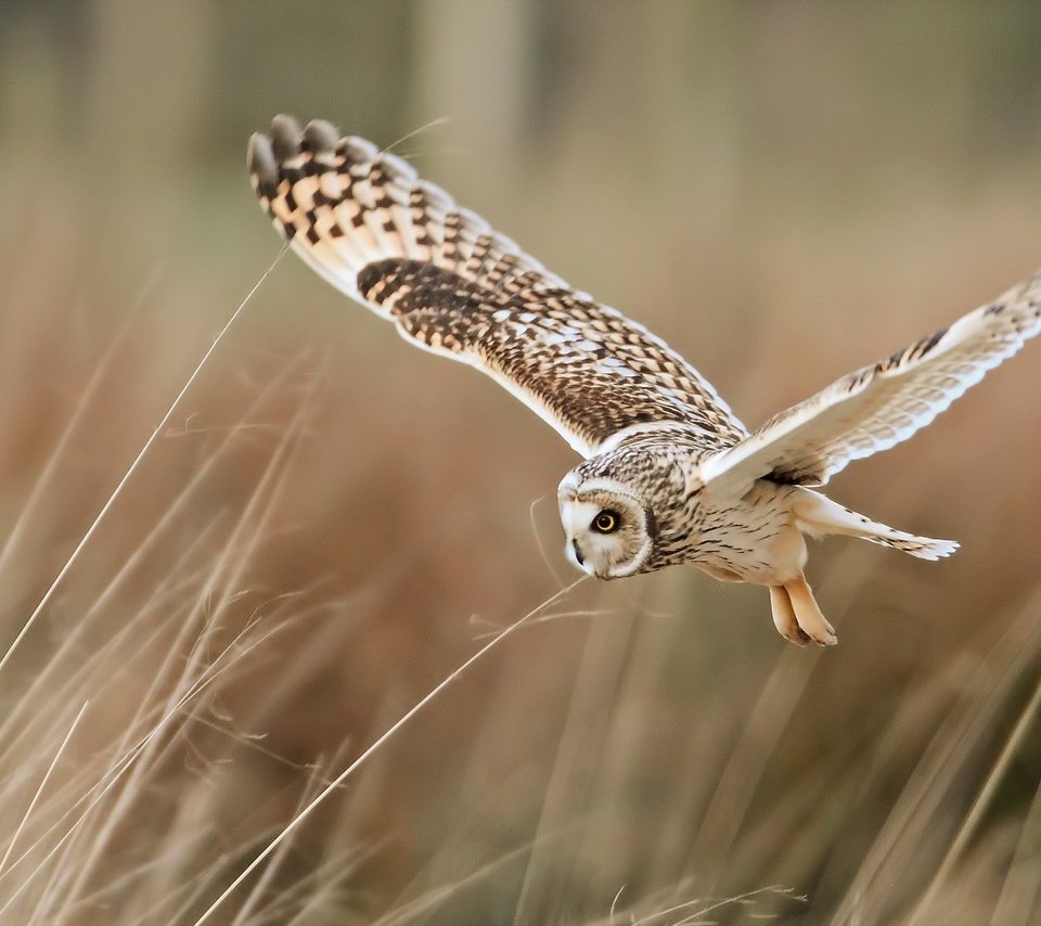 Обои сова, полет, крылья, птица, перья, owl, flight, wings, bird, feathers разрешение 1920x1200 Загрузить