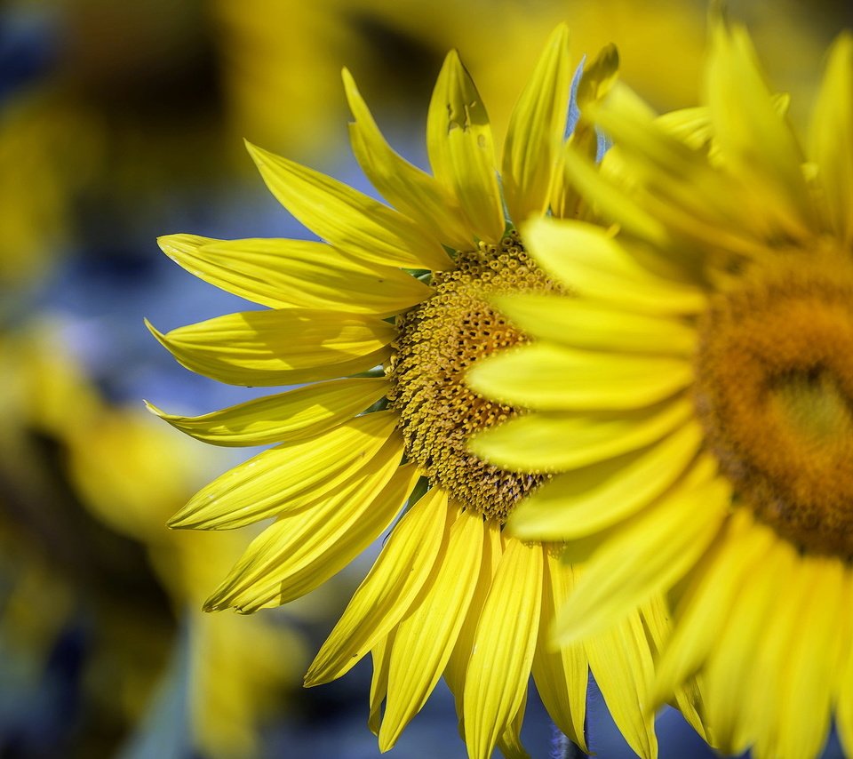 Обои солнце, природа, подсолнухи, the sun, nature, sunflowers разрешение 2046x1220 Загрузить